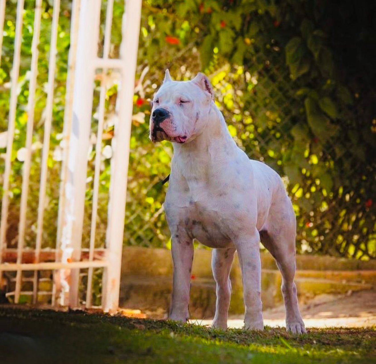 Dogo Argentino